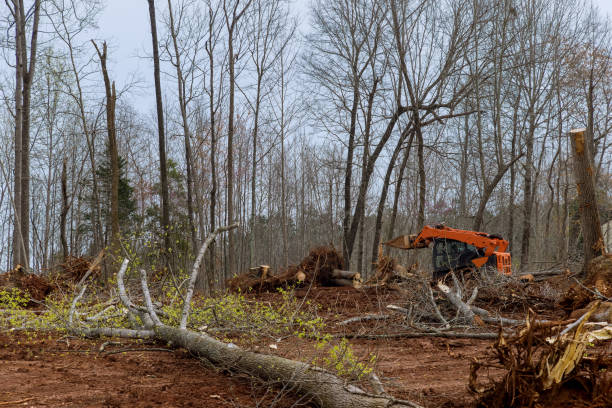 Best Stump Grinding and Removal  in Calais, ME